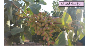 باغ تحقیقاتی پسته